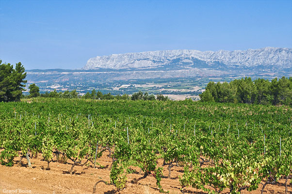 vignes du chateau grand boise