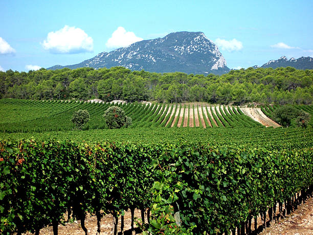 dégustation à la cuv ballade Languedoc 