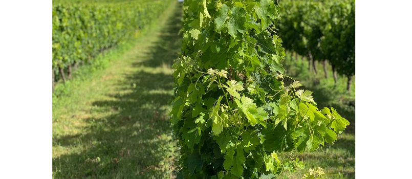 vigne du chateau Carbonneau