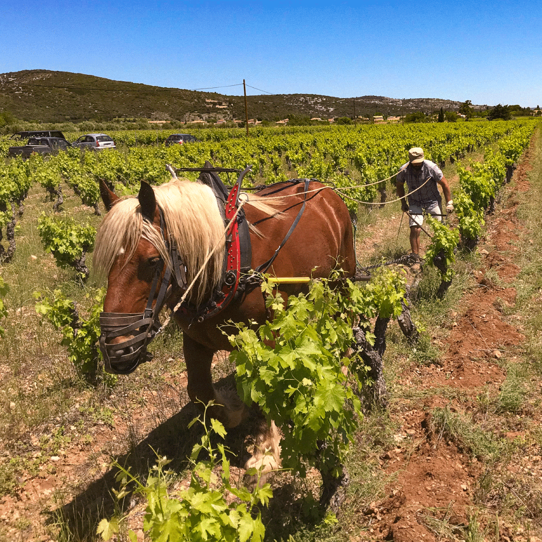 Cheval de ferme labourant les vignes.