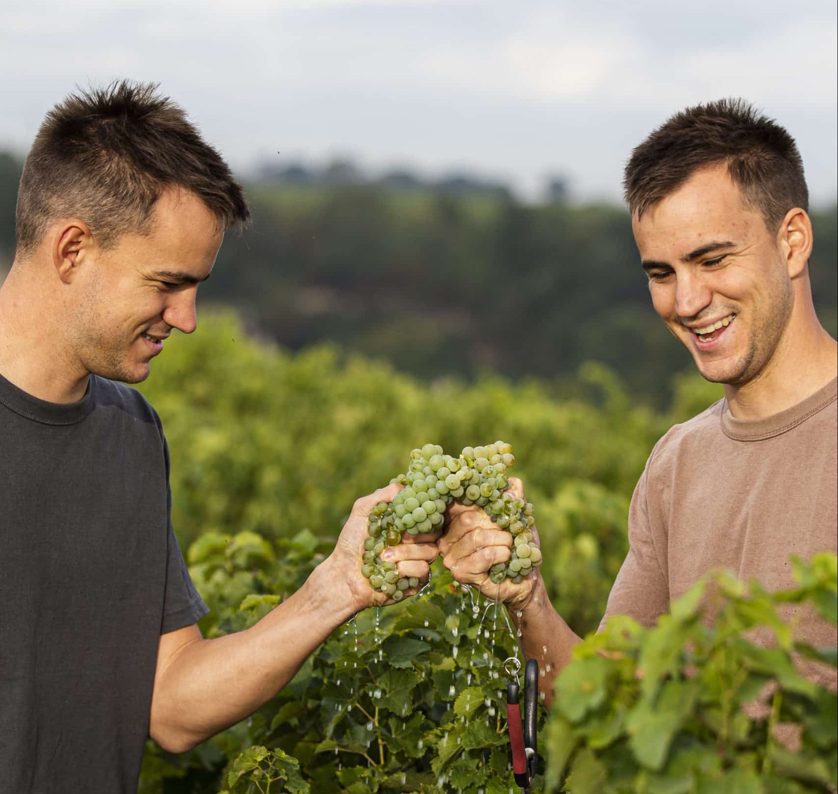 Deux vignerons pressant des grappes de raisin dans un vignoble.