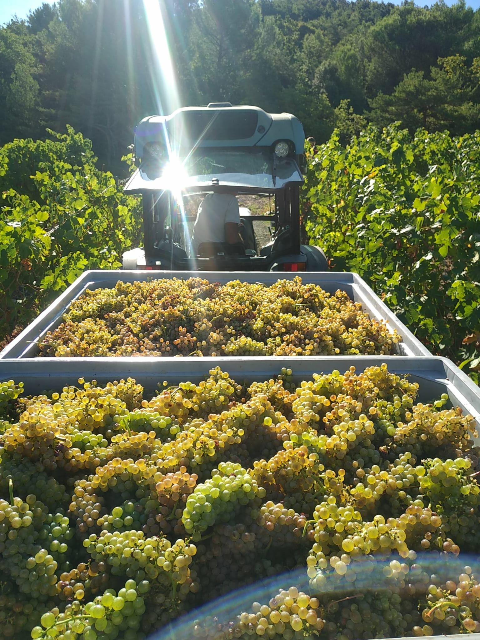 Vendanges Chêne Bleu
